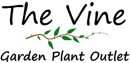 The Vine Garden Plant Outlet: Your 3 Season Garden Center